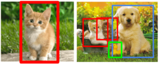 cats and dogs.png